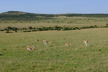 Obraz na płótnie Canvas gazelle