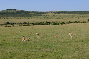 gazelle