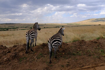 zebra