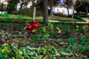 The only rose on the way