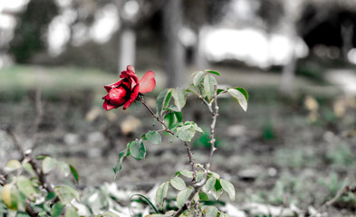 The only rose on the way 2