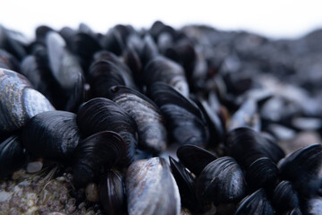 Close up of mussels clinging to rocks on the beach. Low angle, shallow depth of field. © Barry