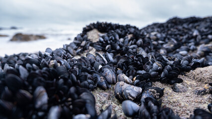 Mussels covering rocks on the beach in winter. Low angle closeup. Shallow depth of field.