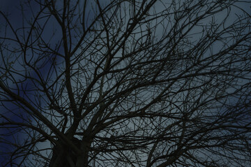 Photography of black bare tree branches at night. Blue sky with white clouds view. Gloomy landscapes during coronavirus pandemic time in the world. Sad forecast.