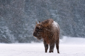 Belarussian Aurochs Or Bison Bonasus. Great European Brown Bison ( Wisent ), One Of The Zoological Attraction Of Bialowieza Forest, Belarus. Lonely Endangered Wild Bull During A Snowfall.Let It Snow - 400541081