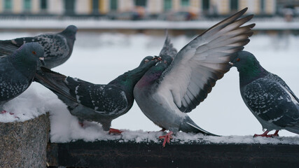The fight of pigeons at the embankment of the Moskva River in cold winter day. Animals theme. Close...