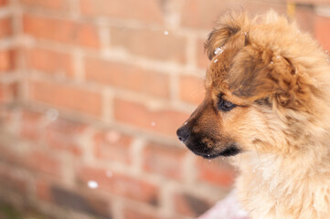 Adorable young puppy. Playful young dog in snow.