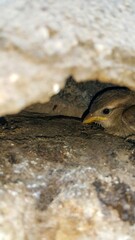 A small baby bird without parents is located in a crevice of a rock.