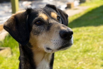 European Hound
