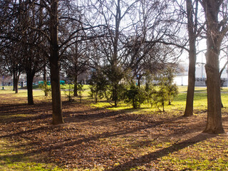 shade from the trees in the park in spring