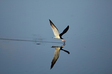Lone Black skimmer skimming a calm water pond with reflection. Rynchops niger.