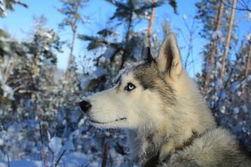 siberian husky dog