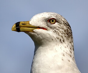 Close up head shot of ring-billed gull in breeding colors.