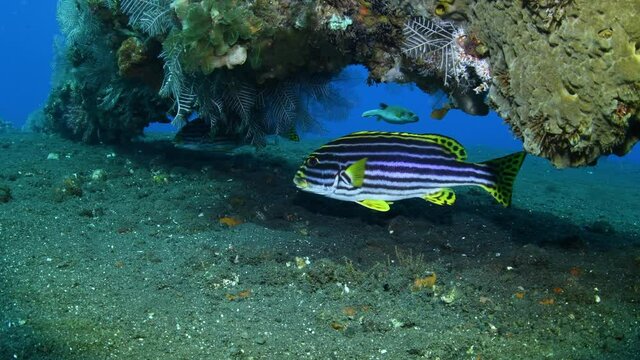 Sweetlips - Labroides dimidiatus doing the cleaning beside the famous Liberty ship wreck. Underwater world of Tulamben, Bali, Indonesia.