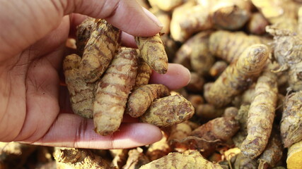 Raw turmeric root with hand