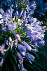 Agapanthus flower
