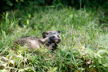 草むらで寛ぐタヌキ