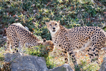 牙を見せるチーター