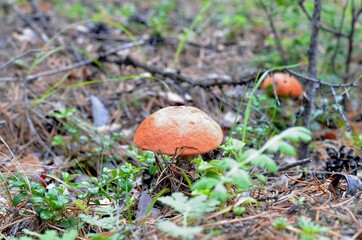 Autumn gifts of nature - boletus mushrooms.