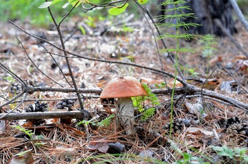 Autumn gifts of nature - boletus mushrooms.