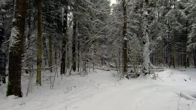 forest in winter