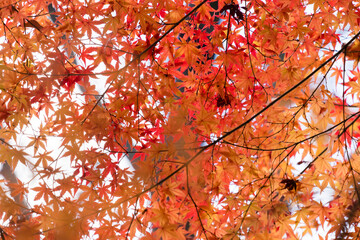 冬の森の綺麗な赤色の紅葉の風景