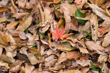 冬の地面のたくさんの落ち葉と紅葉の葉の風景