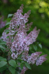 Obraz premium lilac flowers in the garden