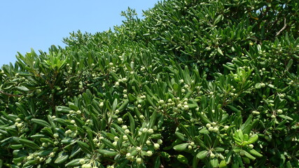 green bush texture against blue sky