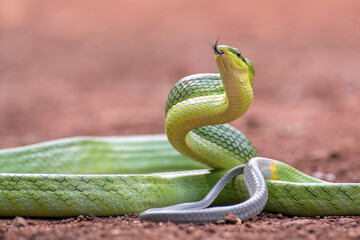 Fototapeta premium Gonyosoma oxycephalum known as red-tailed green ratsnake