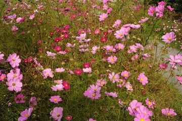 beautiful pink cosmos flower in Autumn - ピンクのコスモス 秋	