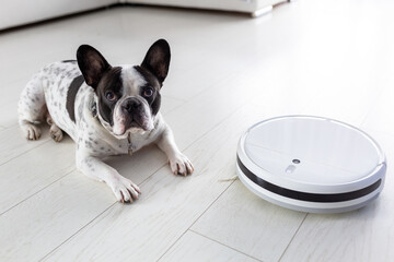 Robotic vacuum cleaner hoovering home with dog lying on the floor