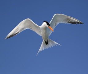 Tern in flight against a blue sky background.