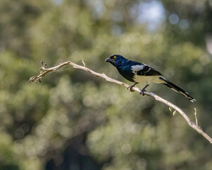 A yellow-eyed blue and white bird perched on a tree branch
