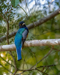 A multicolored bird perched on a tree branch