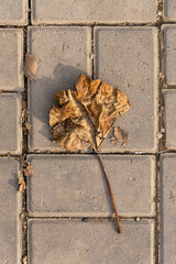 Fallen leaves. Paving slabs. Dry brown leaves on the ground. Autumn leaf fall. Leaves on the asphalt in late autumn. Autumn background. Fallen dry leaves texture