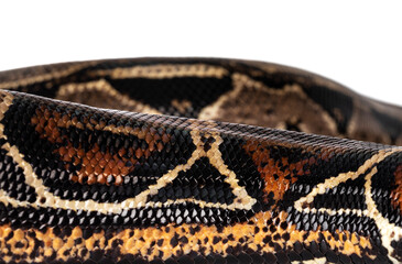 Detail of Boa Constrictor aka Boa Constrictor Imperator snake skin. Isolated on white background.