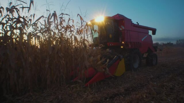 Evening shot of combine cutting corn grains on cornfield.