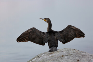 Cormorant drying wings