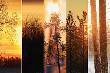 Forest at sunrise and sunset in winter. Collage of pine forest and nature.