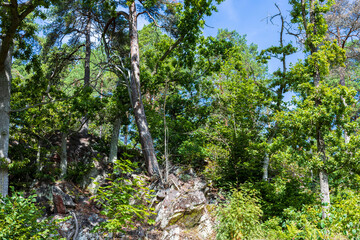 Beautiful natural forest landscape view on mountain background.