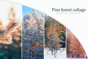 Winter pine forest with snow. Collage of pine forest and nature.