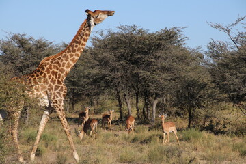 Giraffe läuft stolz - in Hintergrund Impalas