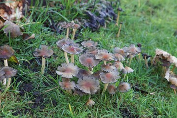 Mushrooms in the forest