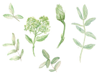 Watercolor set with individual illustration elements of green leaves and buds drawn by hand in a botanical way on a white background.
