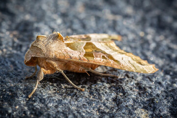 angle shade moth Phlogophora meticulosa
