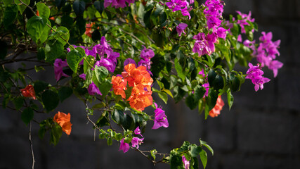 Vibrant multicolor bougainvilleas flowers bush in the garden,