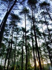 Fototapeta premium trees in the forest 21 Des 2020