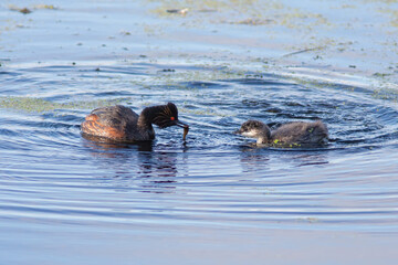 The Black-necked grebe feeding chick on the water