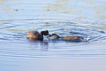 The Black-necked grebe feeding chick on the water